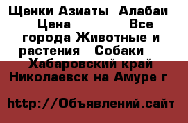Щенки Азиаты (Алабаи) › Цена ­ 20 000 - Все города Животные и растения » Собаки   . Хабаровский край,Николаевск-на-Амуре г.